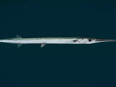 Realistic Needlefish Animated 3D model