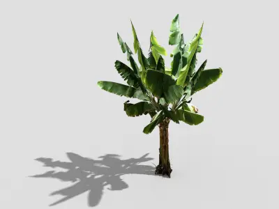 banana tree Low-poly 3D model