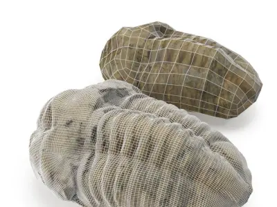 Trilobite - Fossil 02 - Low and High Poly versions 3D model