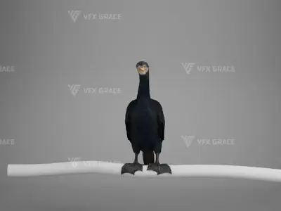 Realistic Cormorant Animation 3D Model Rigged for Blender 3D model
