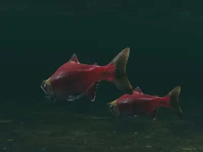 Sockeye Salmon Low-poly 3D model