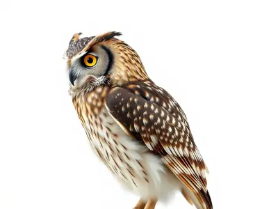 Owl Model Pack Detailed and Versatile Low-poly 3D model