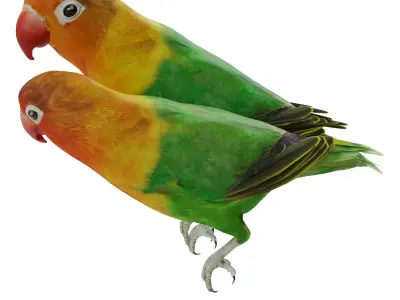 Cage with lovebirds 3D model