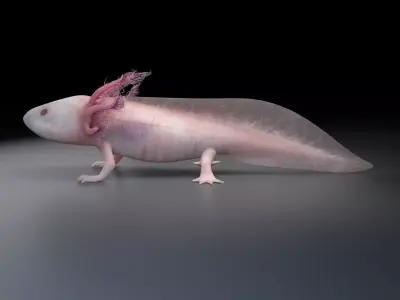 Axolotl - Salamander 3D model
