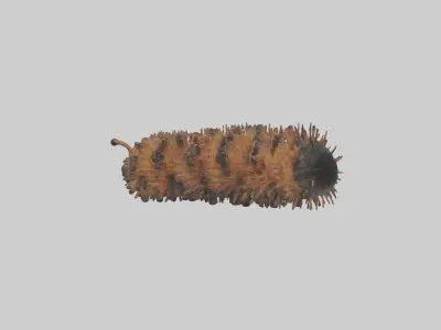 Woolly Bear Caterpillar Low-poly 3D model