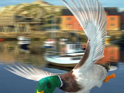 Mallard Duck 3D model