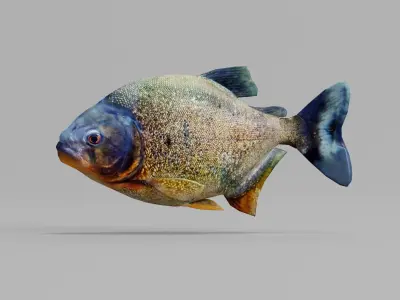 Piranha Fish 3D model