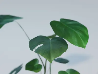 Monstera House Plant High Poly 3D model