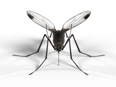 Realistic Mosquito 3D model