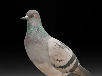 Pigeon Animated and Rigged Low-poly 3D model