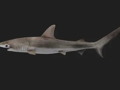 Hammerhead Low-poly 3D model