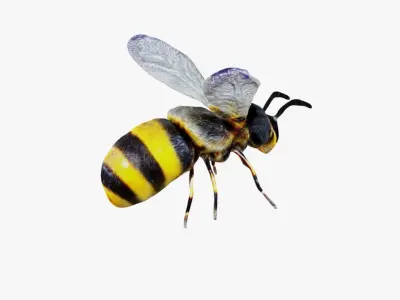 Bee Animal Free 3D model