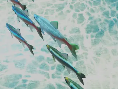 Neon Tetra Fish 3D model