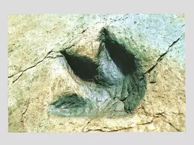 Footprint - fossil - dinosaur - 3D Printing 3D model