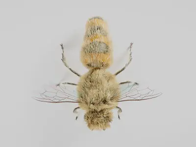 Realistic Honey Bee 3D model