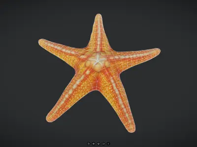 Starfish Low-poly 3D model
