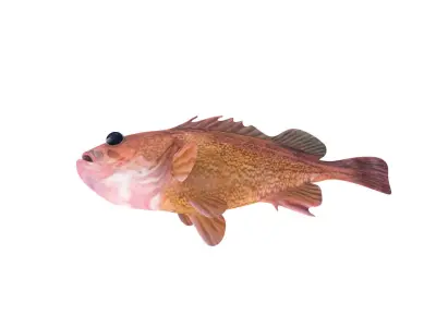 Low-Poly Honeycomb Rockfish Animated  Low-poly 3D model