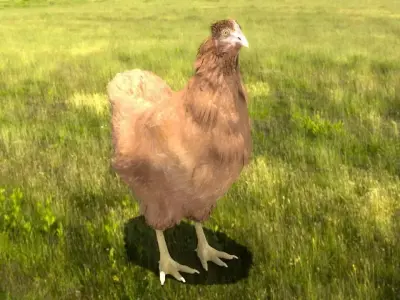 Chicken in grassy field Low-poly 3D model