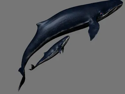 Blue Whales sea animals calves simple animal 3D model