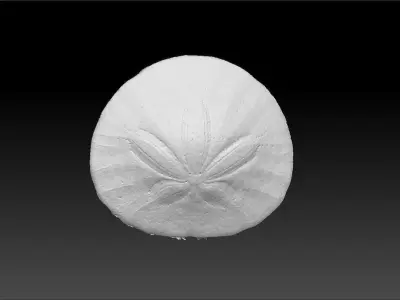 Sand Dollar Sea Urchin 3D Scan 3D model