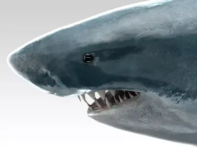 Great White Shark - Octane Support Low-poly 3D model
