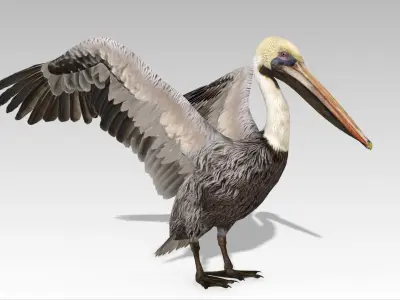 Brown Pelican Low-poly 3D model