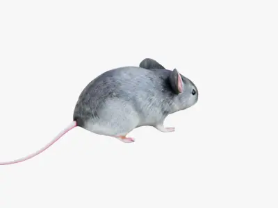 Mouse Free 3D model