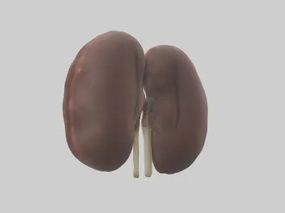 Elephant Kidneys Low-poly 3D model