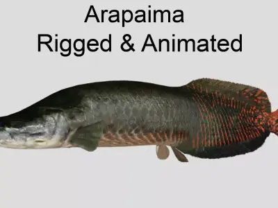 Arapaima Realistic Animated Low-poly 3D model