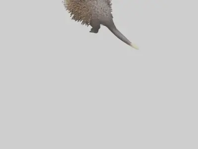 Porcupine hissing model Low-poly 3D model
