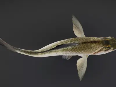 Freshwater Fish Collection 3D model