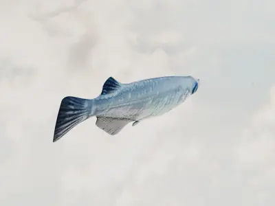 Madeka Fish 3D model