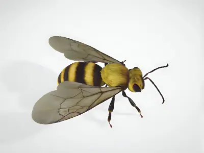 3d hiperrealistic bee 3D model