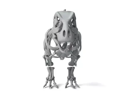 Tyrannosaurus Rex Skeleton 3D Model 3D model