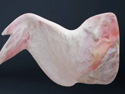 Wings of bird Low-poly 3D model