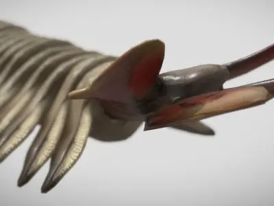 Opabinia Low-poly 3D model