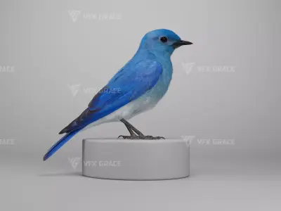 Sialia Currucoides Animation 3D Model Rigged for Blender 3D model