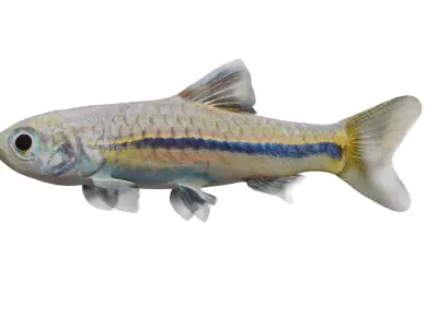 Blue Line Rasbora Fish Low-poly 3D model