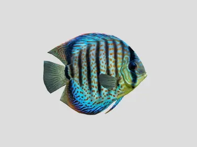 Coral Reef Fish Collection Animated - Game Ready pack 8 Low-poly 3D model