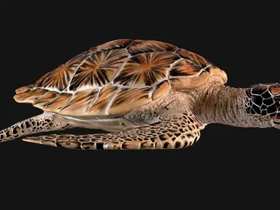 Hawksbill Sea Turtle 3D model