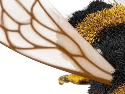 Bumblebee cartoon rigged animated Low-poly 3D model