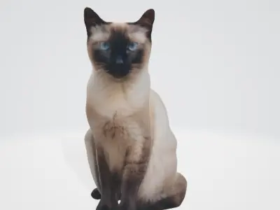 Realistic Siamese Cat 3D Model 3D model
