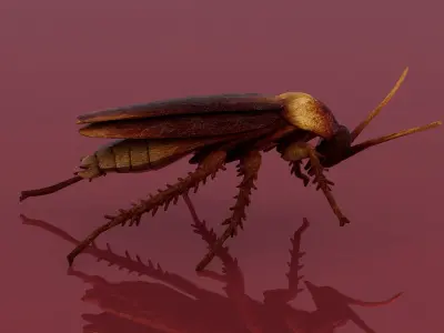 Cockroach Low-poly 3D model