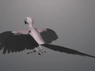 Base model of Macaw  3D model