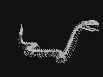 Rattle snake skeleton 3D model