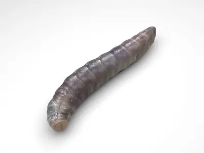 Pinworm 3D model