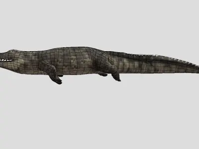 Crocodile Realistic Animated Low-poly 3D model