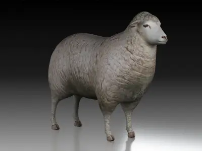 sheep ram ewe lamp wool fur farm livestock domesticated merino  3D model
