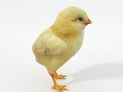 Little Chicken Low-poly 3D model