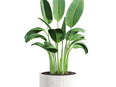 Bird of pradaise plants 3D model